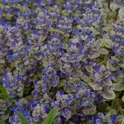 New Plant Ajuga Princess Nadia