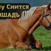 К Чему Снится Больная Лошадь