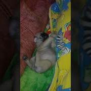 Как Спит Мопс Прикол