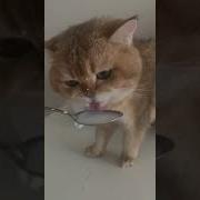 Кот Поет Ням Ням