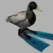Duck Rotating Under Beatbox