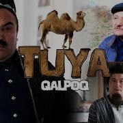 Qalpoq Tuya Калпок Туя Hajviy Ko Rsatuv