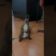 Махаться Будешь Со Мной