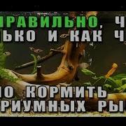 Кто Как Кормит Рыбок