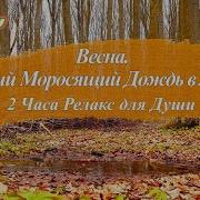 Релакс Дождь В Лесу