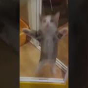 Хапи Хапи Хапи Песня Из Тик Тока