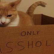 Asshole Cat