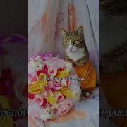 Котямбик Локи Международный Женский День