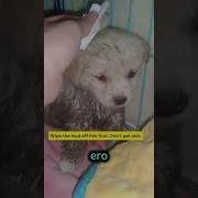 Мем Собака Смеется