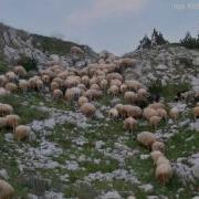 N Ato Kodra Dhent I Leshova Qamili I Vogel Bajrush Doda Zenun Gashi