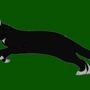Хромакей Кот