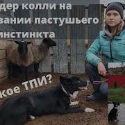 Пасли Овци Пастиры