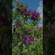 Людмила Якушева Цветет Сирень