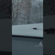 Бобёр Тащит Бревно Через Трассу