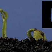 Регенерация Зубов Tooth Regeneration