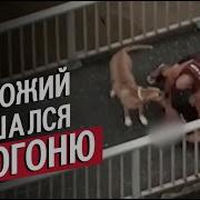 Преследования Фашистов С Собаками