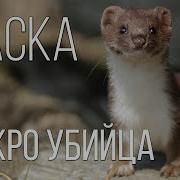 Ласки