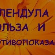 Календула Лечебные Свойства