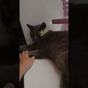 Кот А Что Ты Делаешь Варю Суп