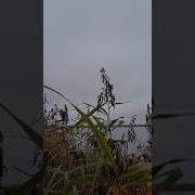 У Реки У Речки Минус