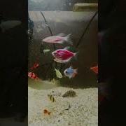 Рыбки Любят Жить В Воде