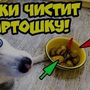 Хаски Хаски Я Сибирский Хаски Я Бандит И Я Не Строю Глазки