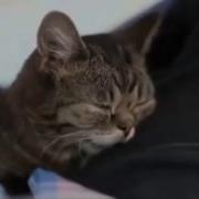 Храпящий Кот Прикол