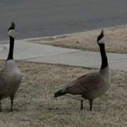 Goose Honk