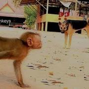 Axel Baby Monkey Vs Big Dog Axel Baby Screaming Loudly Call Monkey Help Baby Monkey
