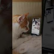 Египетская Музыка Для Кошек