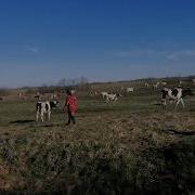 Звук Коровы На Пастбище В Дождь