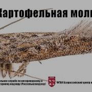 Картофельная Моль