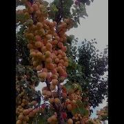 Салавот Бар Гузаштагон