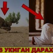 Хамма Курсин Мусульмон Булган Дарахт Пайгамбаримиз С А В Мужизалари