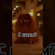 Чувствовал Знал Что С Выбором Не Ошибусь