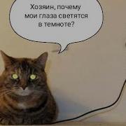 Светятся Глаза В Темноте У Котов
