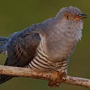 Cuckoo Bird Song