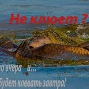 У Тебя Не Клюет На Рыбалке Вот Пять Основных Причин