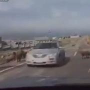 Самый Самый Смешной Прикол Баран За Рулем