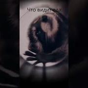 Мем Педро Енот