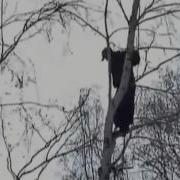 Мужик И Медведь Bear Trees Russian Guy