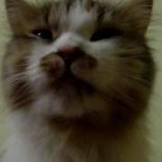 Коты Смех До Упаду