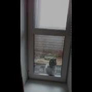 Танцующий Кот Mp4