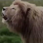Lion Singing Поющий Лев