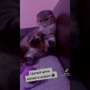 Песня Я Пушистый Пухлый Кошарик
