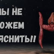 Странные Существа
