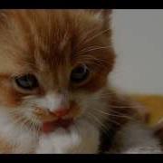 Котенок Маленький На Танцы Собирался