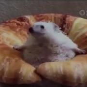Пути Меня Я Не Хочу Быть Жирненьким