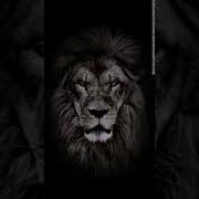 Samsung Theme Live Wallpaper Black Lion