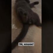 Эй Кошак Я Здесь